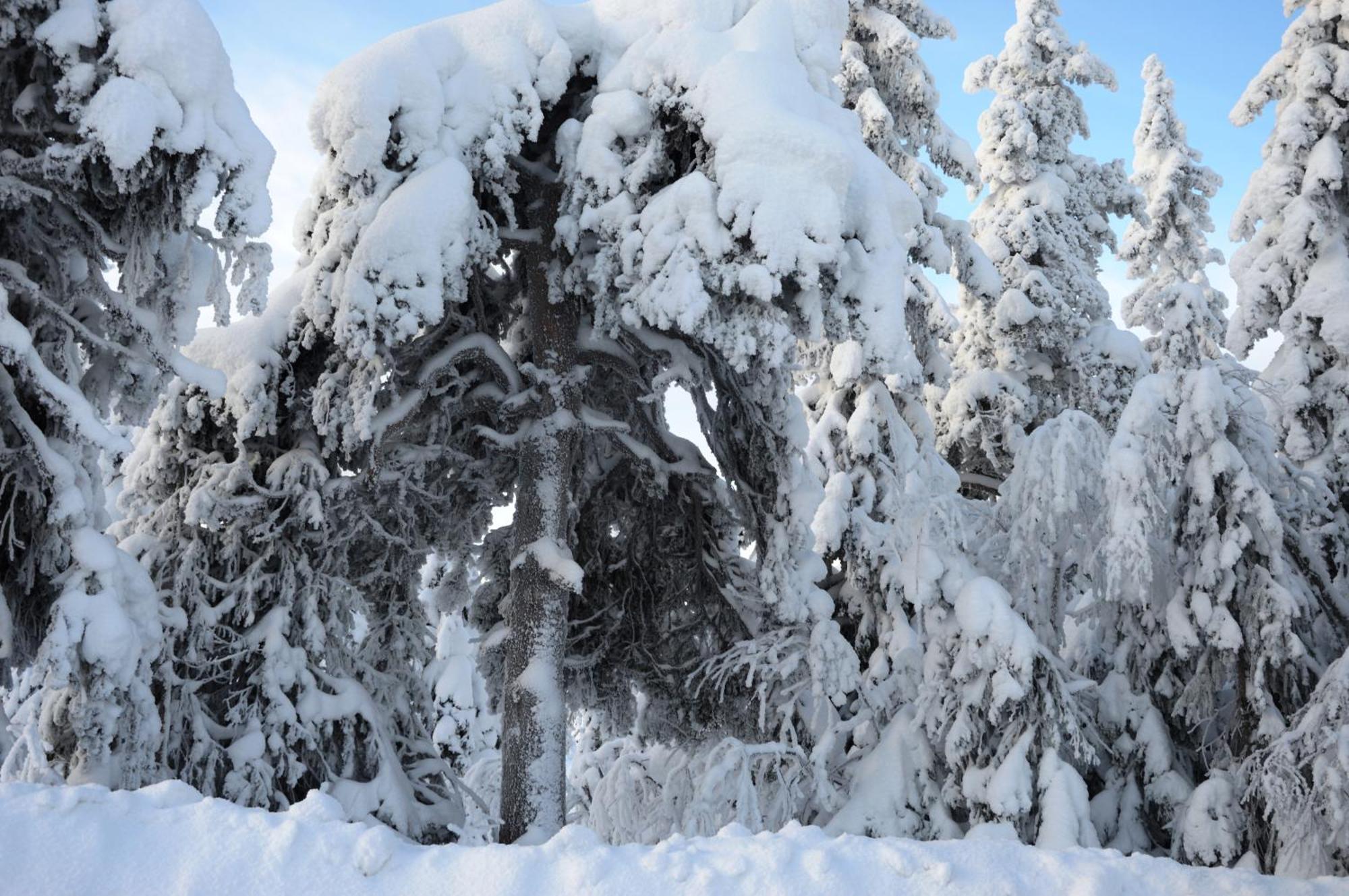 16 - Nasjonalpark-sykling-kano-fisking- skogs- og fjellturer Ljørdal Eksteriør bilde