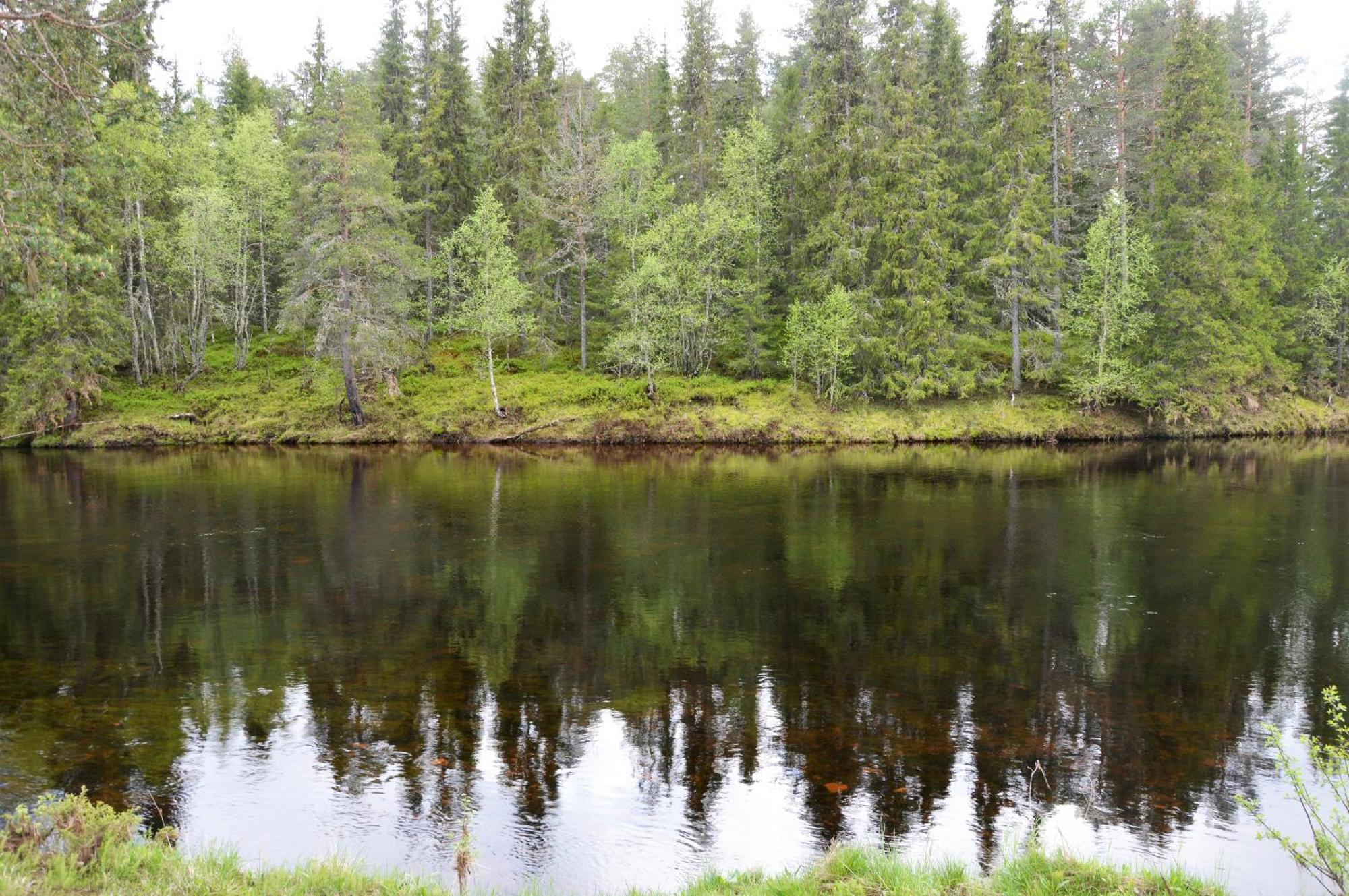 16 - Nasjonalpark-sykling-kano-fisking- skogs- og fjellturer Ljørdal Eksteriør bilde