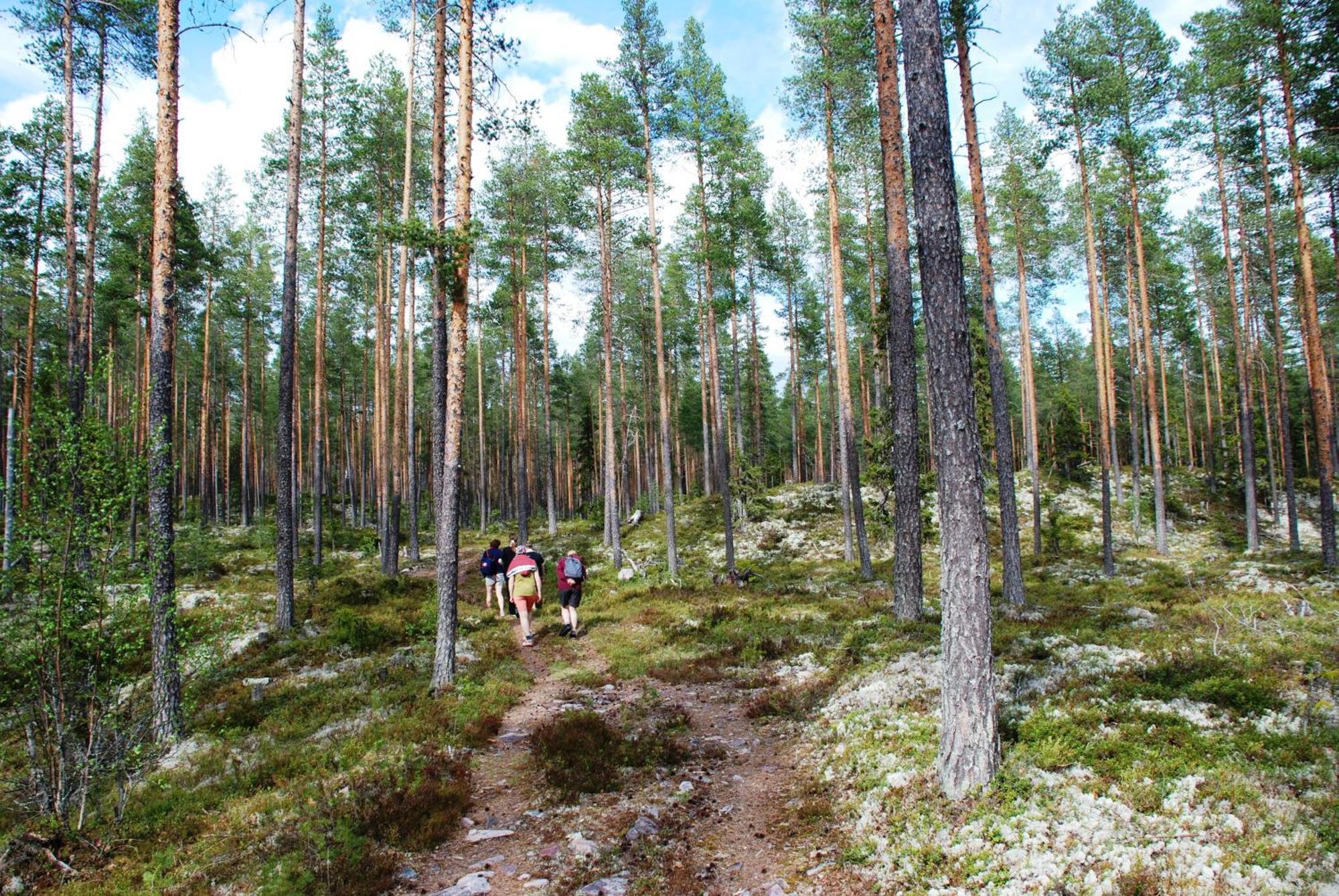 16 - Nasjonalpark-sykling-kano-fisking- skogs- og fjellturer Ljørdal Eksteriør bilde