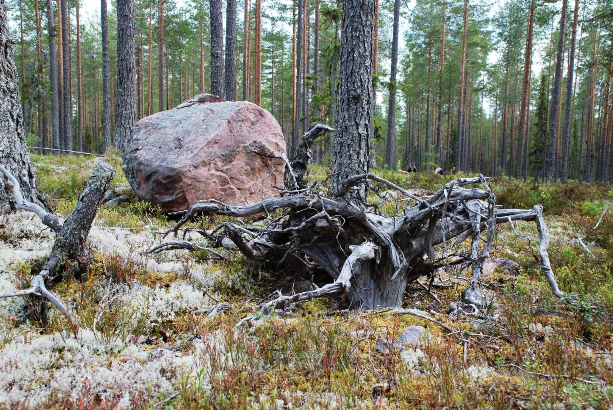 16 - Nasjonalpark-sykling-kano-fisking- skogs- og fjellturer Ljørdal Eksteriør bilde