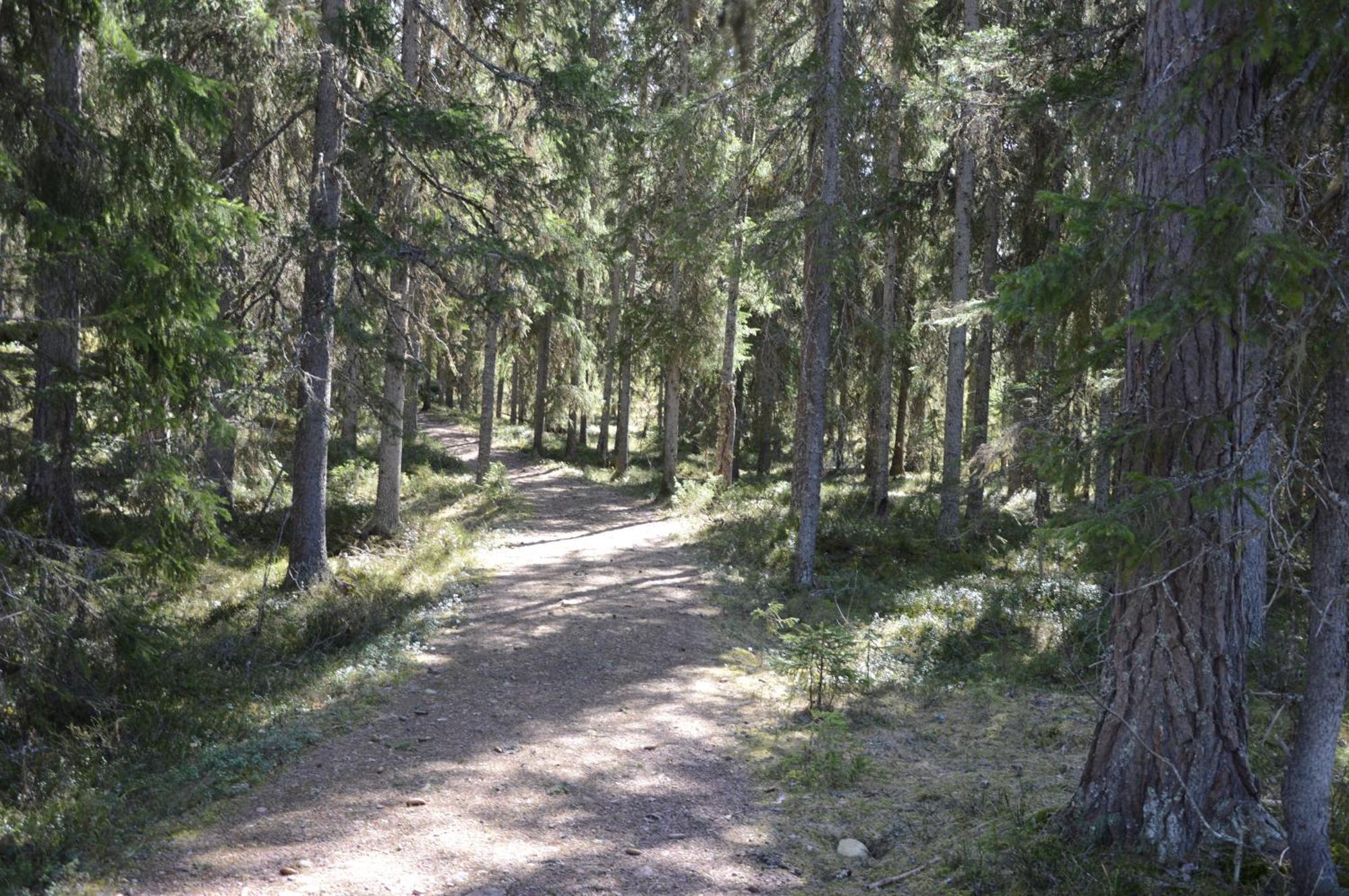 16 - Nasjonalpark-sykling-kano-fisking- skogs- og fjellturer Ljørdal Eksteriør bilde