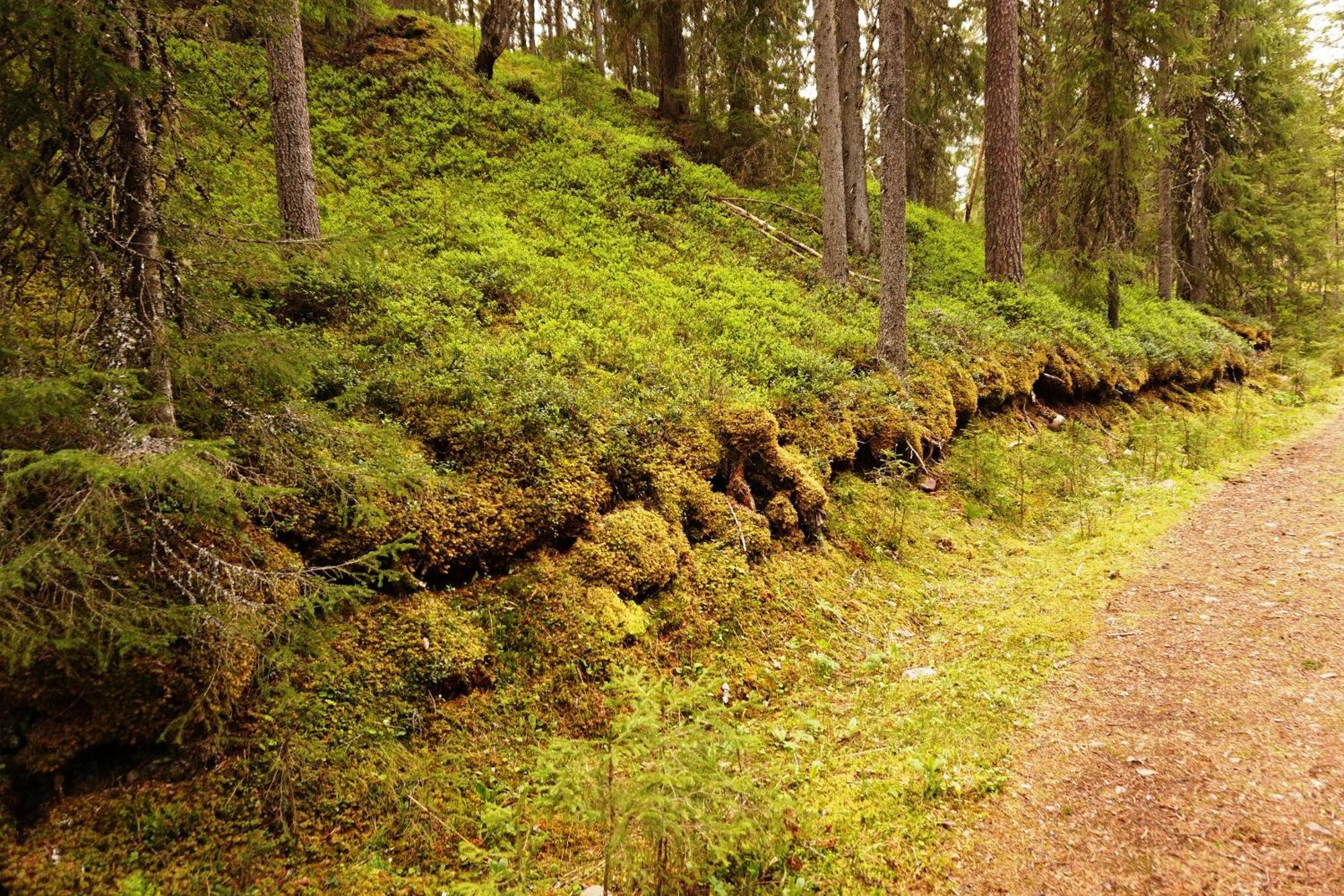 16 - Nasjonalpark-sykling-kano-fisking- skogs- og fjellturer Ljørdal Eksteriør bilde