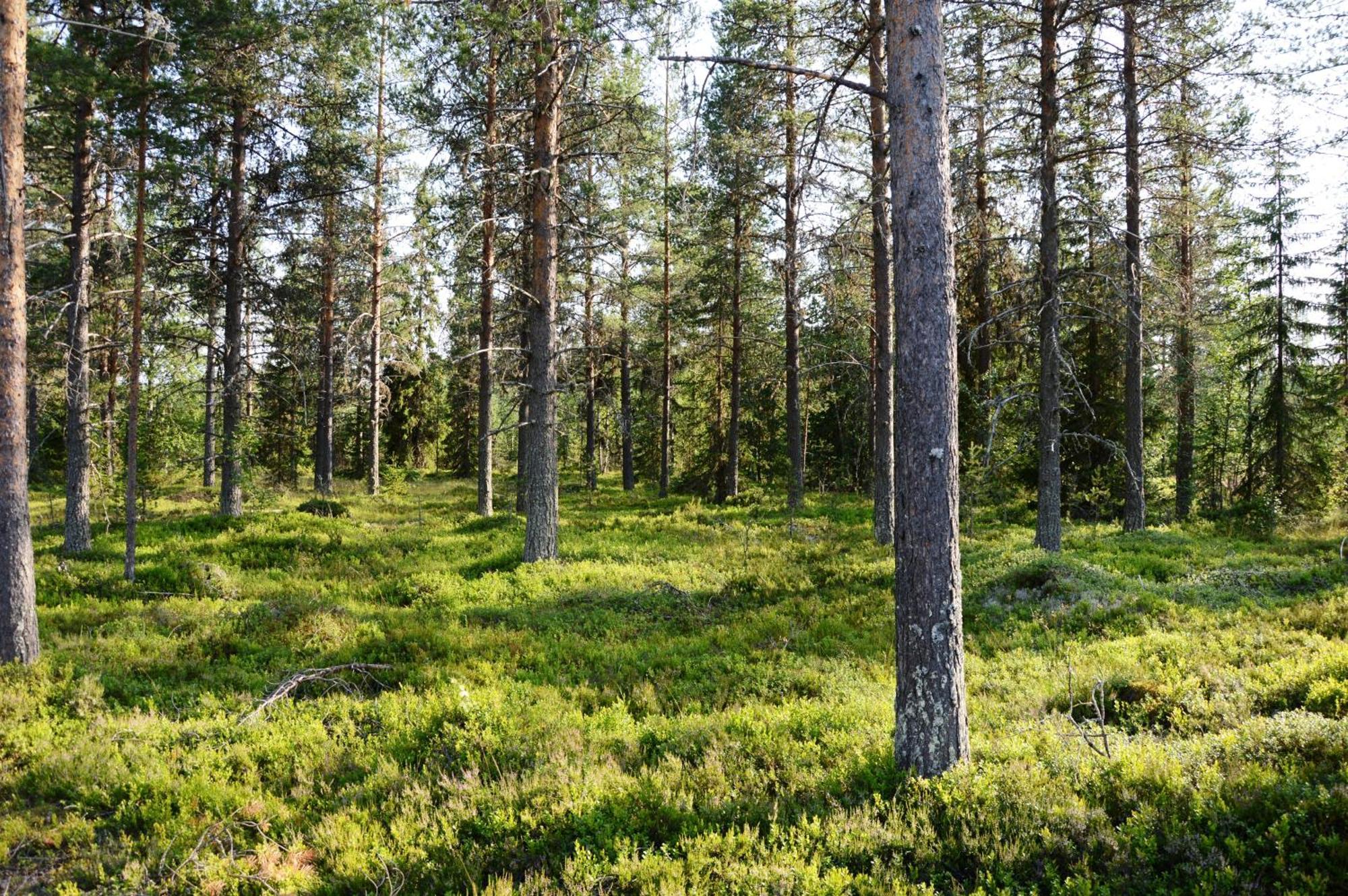 16 - Nasjonalpark-sykling-kano-fisking- skogs- og fjellturer Ljørdal Eksteriør bilde
